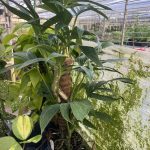 Rhaphidophora decursiva, Dragon Tail