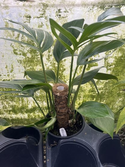 Rhaphidophora decursiva, Dragon Tail