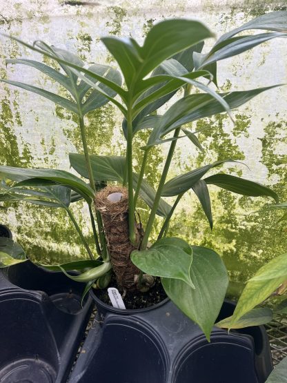 Rhaphidophora decursiva, Dragon Tail