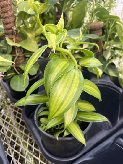 Vanilla planifolia Variegata