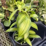 Vanilla planifolia Variegata