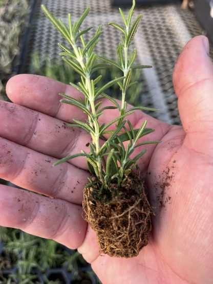 Young Starter Transplant Herb Plugs — Grown-to-Order - Image 9
