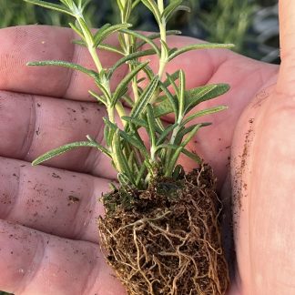 --- 98 Young Starter Transplant Herb Plugs — Grown-to-Order