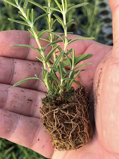 Young Starter Transplant Herb Plugs — Grown-to-Order