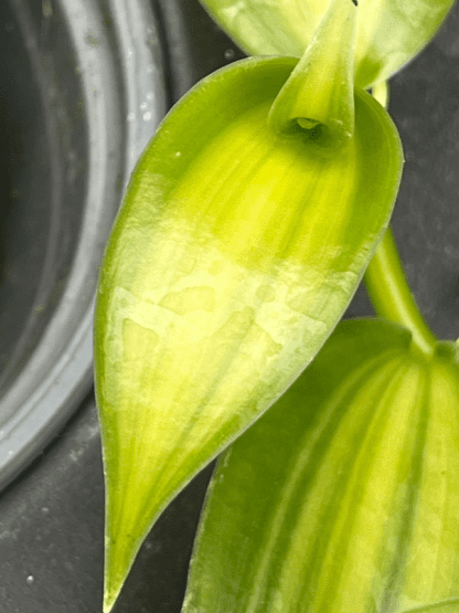 Vanilla planifolia Variegata