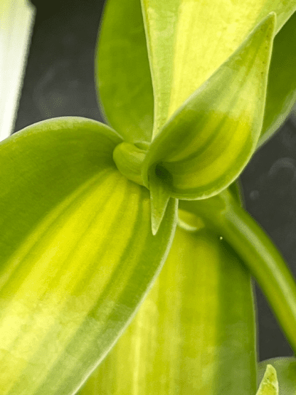 Vanilla planifolia Variegata