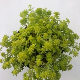 sedum tokyo sun