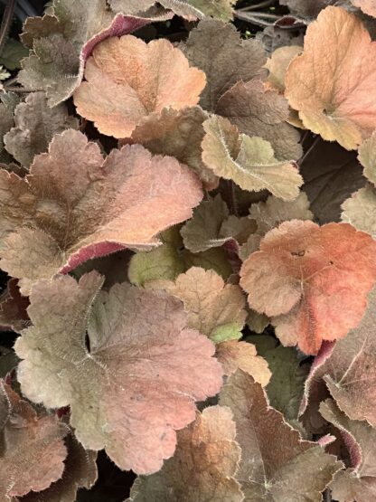 Heuchera, Southern Comfort