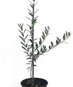 Olive Tree, Picual