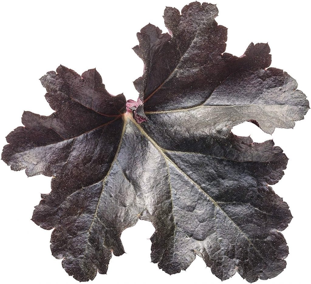 heuchera
