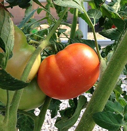 https://wrightgardens.com/wp-content/uploads/sites/3/2020/01/Tomato-Celebrity-B07Q6HQRNV.jpg