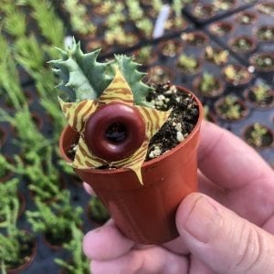 Huernia zebrina, Lifesaver Plant