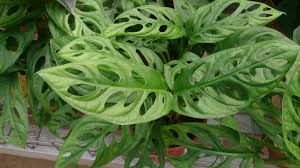 monstera adansonii