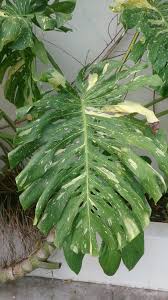 variegated monstera