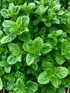 oregano garden remedies