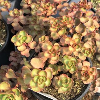 Sedum spurium, Dragon's Blood