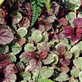 Ajuga, Burgundy Glow