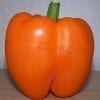 pepper-orange-bell