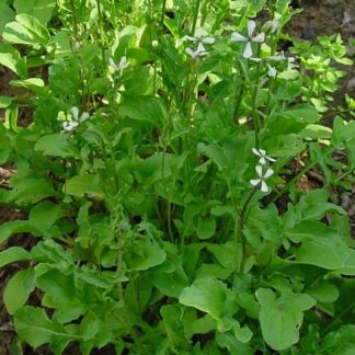 arugula-rocket