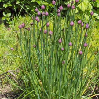 Allium schoenoprasum, Fine leaf-chives