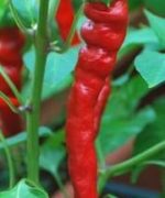 pepper-cayenne-long-slim