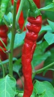 pepper-cayenne-long-slim