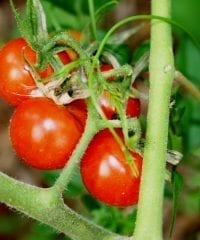 Small Cherry Tomatoes
