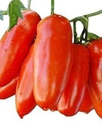 tomato-san-marzano