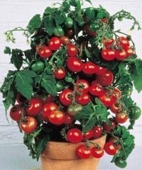 tomato-tiny-tim