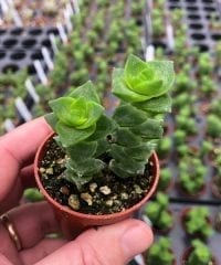 Crassula perfoliata, Pagoda Green