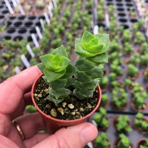 Crassula perfoliata, Pagoda Green