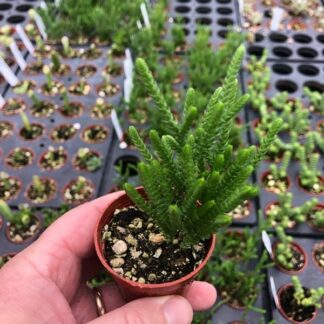 Crassula muscosa, Princess Pine Watch Chain