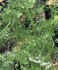 santo coriander cilantro