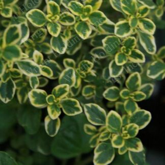 golden lemon thyme