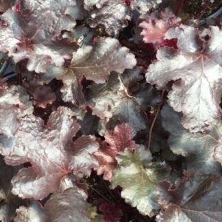 Heuchera, Black Beauty