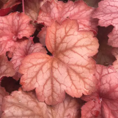 Heuchera, Georgia Peach