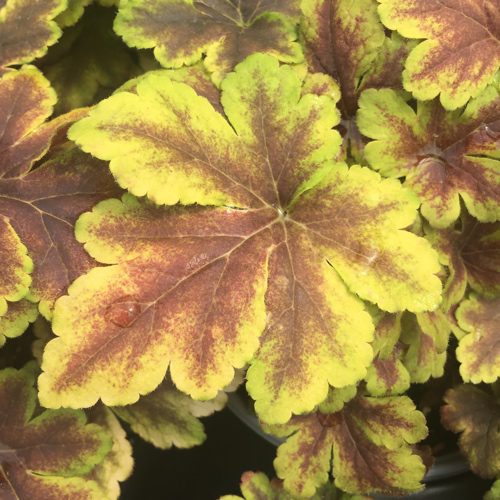 Heucherella, Gold Zebra