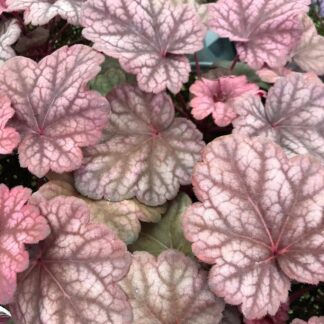 Heuchera, Berry Smoothie