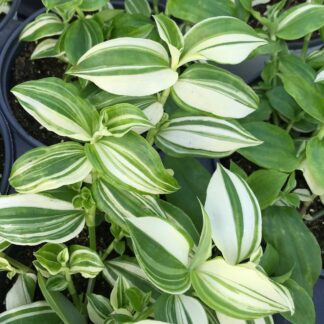 Wandering Jew Green & White