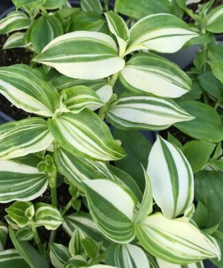 Wandering Jew Green & White