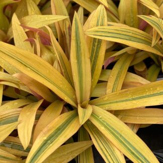 Tradescantia spathacea, Sitara's Gold