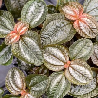 Pilea Friendship