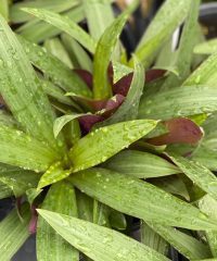 Tradescantia spathacea, Purple and Green