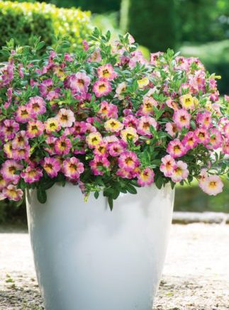 Calibrachoa, Chameleon Cherry Banana