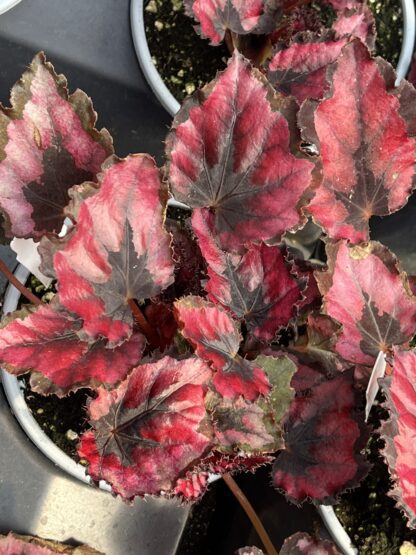 Begonia, Harmony's Red Robin