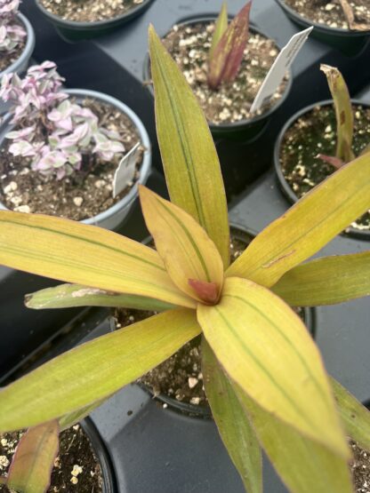 Tradescantia spathacea, Sitara's Gold