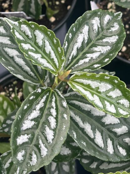 Pilea cadierei, Aluminum