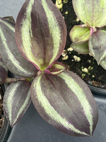 Tradescantia zebrina, Wandering Jew Purple