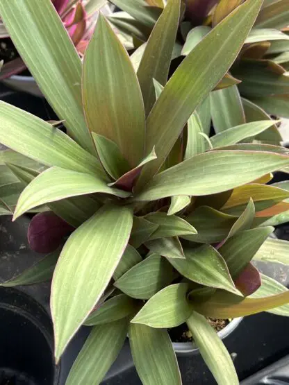 Tradescantia spathacea, Purple