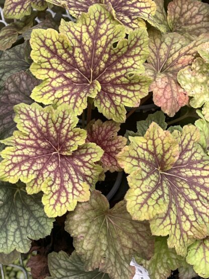 Heuchera, Red Lightning